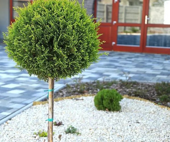 Bed & Breakfast Sugo Panzio Baja